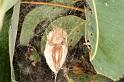 Cyrtophora_exanthematica_D4097_Z_92_Alexandra hills Brisbane_Australie